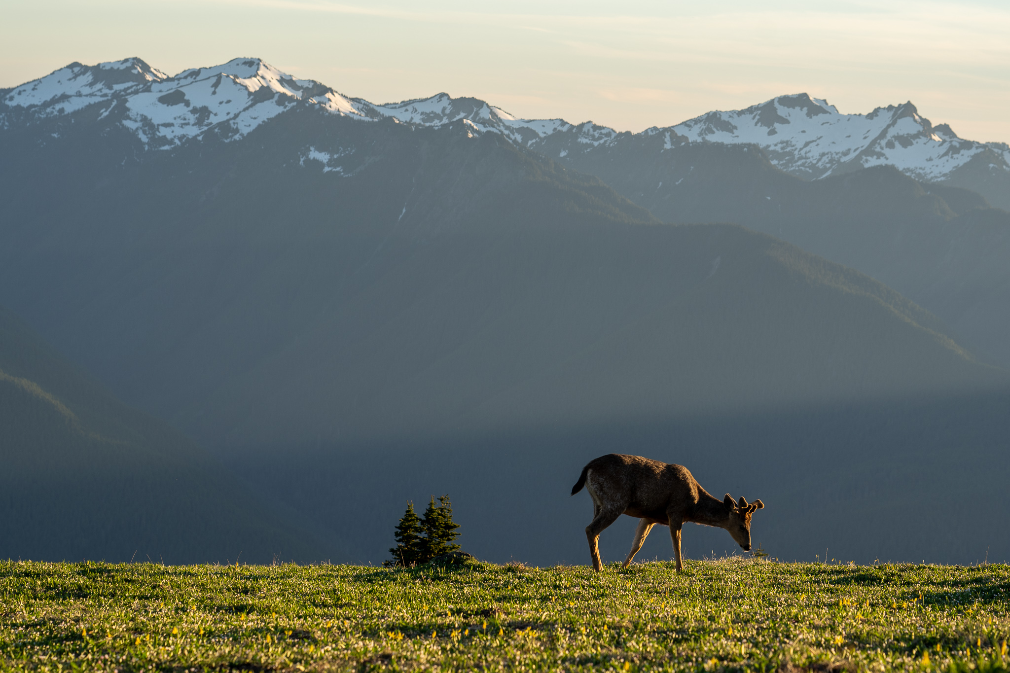 wa-olympic-national-park-deer.jpg