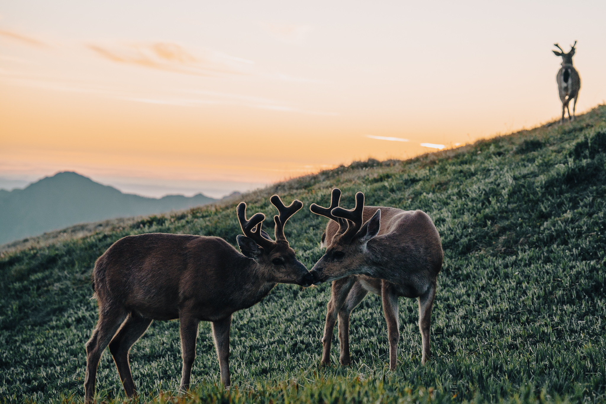 wa-olympic-wild-life-may-deers.jpg